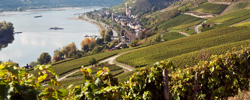 Weingut Mohr &bull; Wein kaufen